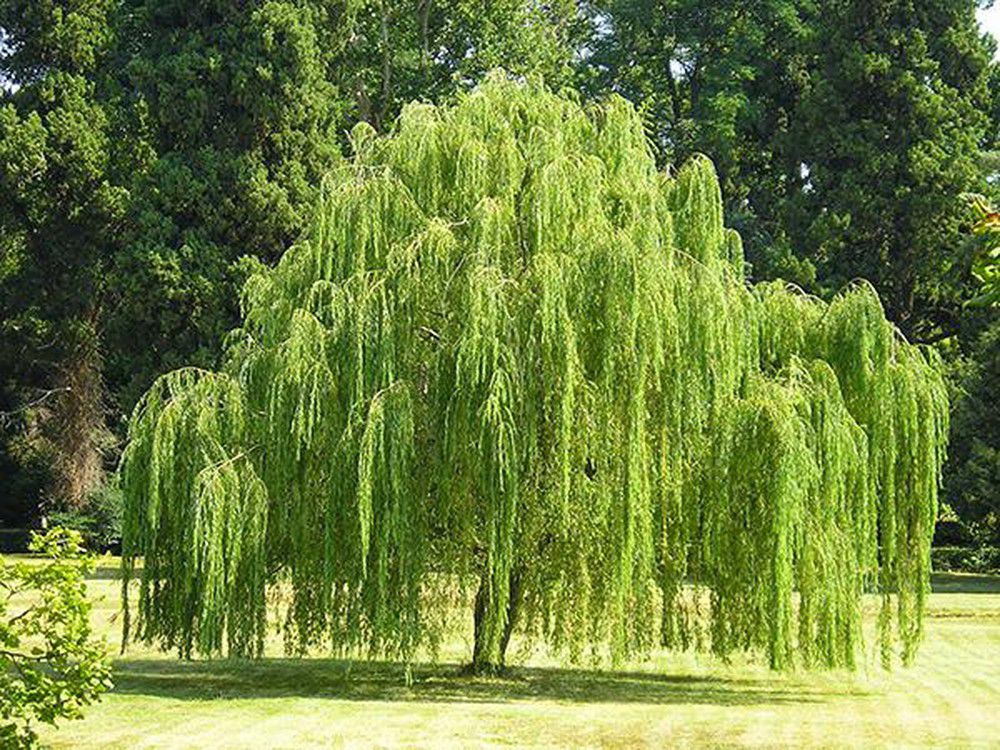 Cây liễu có thể sống giả. Thực Vật