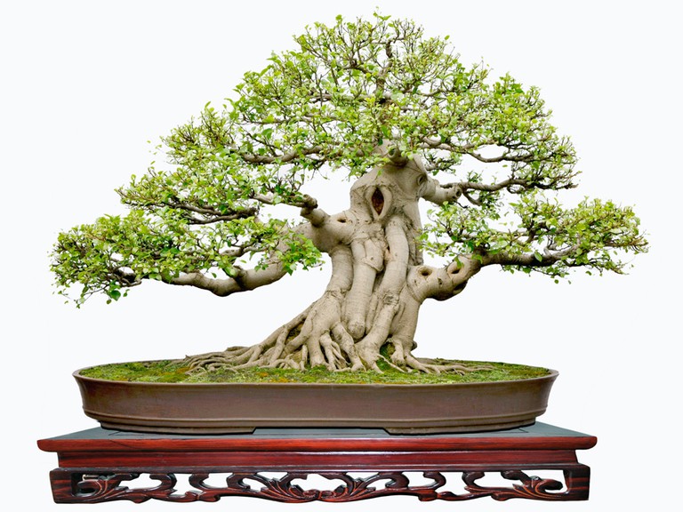 Cây trồng trong chậu cảnh có thể cứng cáp, nhiều hình dáng. Thực Vật
