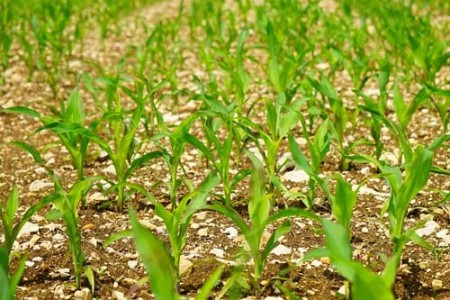 Độc canh và xen canh. Thực Vật