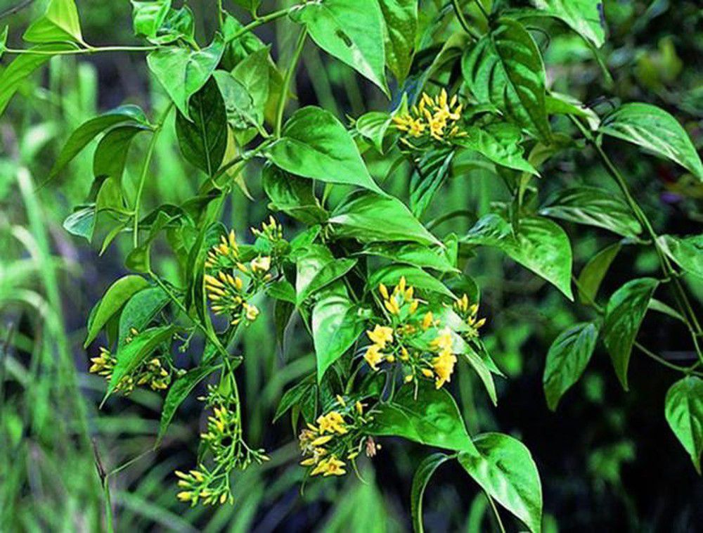 Độc tính ở thực vật. Thực Vật
