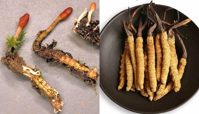 Đông trùng hạ thảo là động vật hay thực vật. Thực Vật
