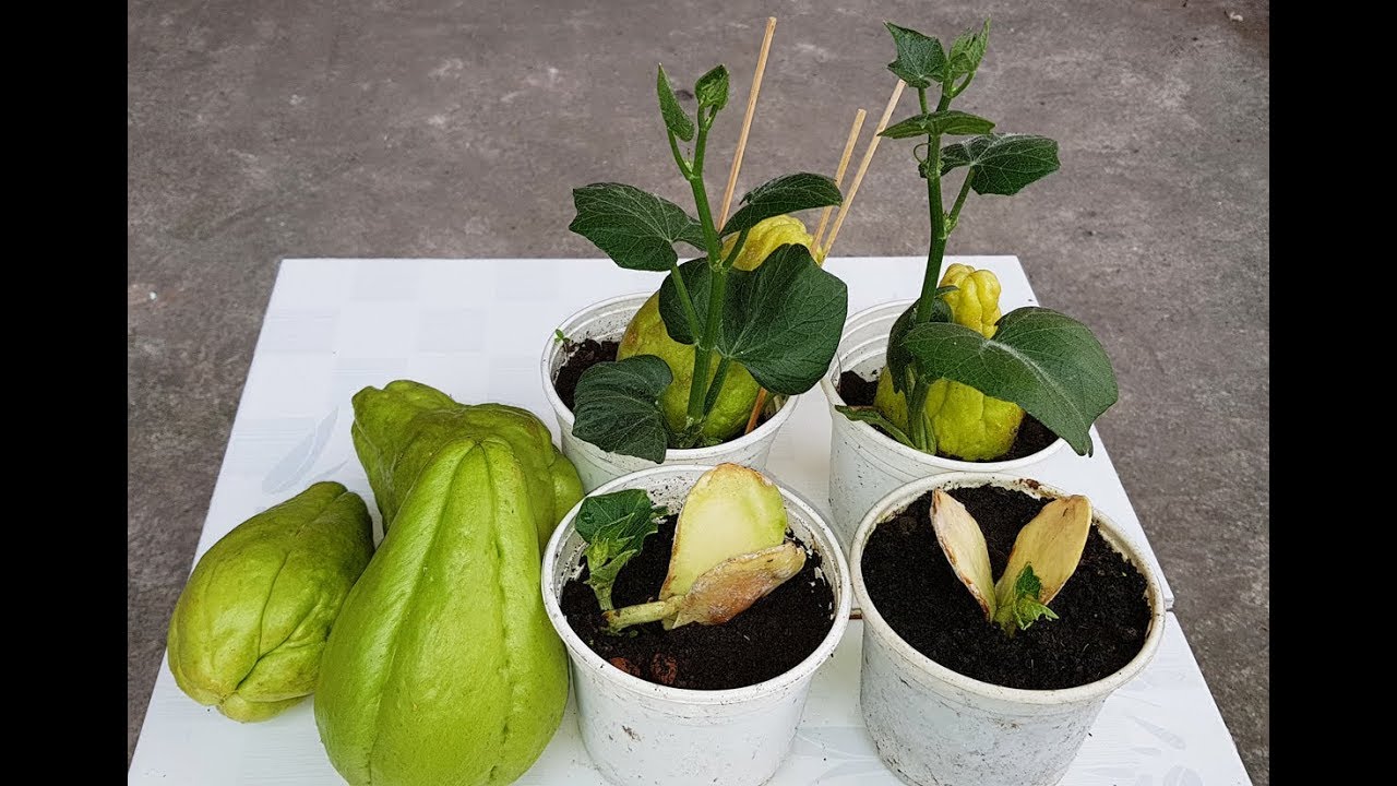 Hạt giống quả su su. Thực Vật