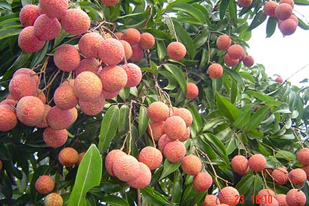 Hiện tượng kết quả cách năm. Thực Vật