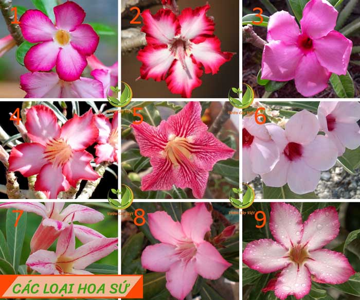 Hoa có nhiều hình thái đa dạng. Thực Vật