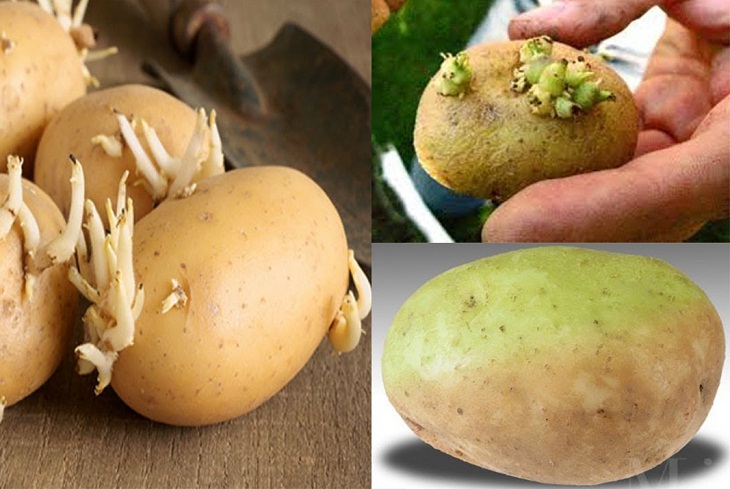 Khi khoai tây mọc mầm có nên ăn không. Thực Vật