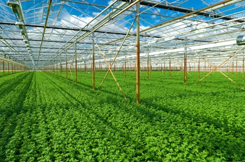 Kỹ thuật miễn cày trong nông nghiệp. Thực Vật