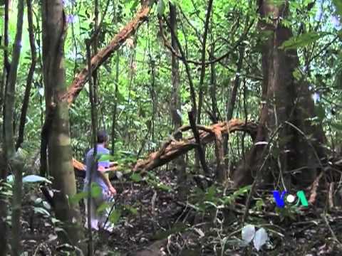 Loài thực vật dài nhất. Thực Vật