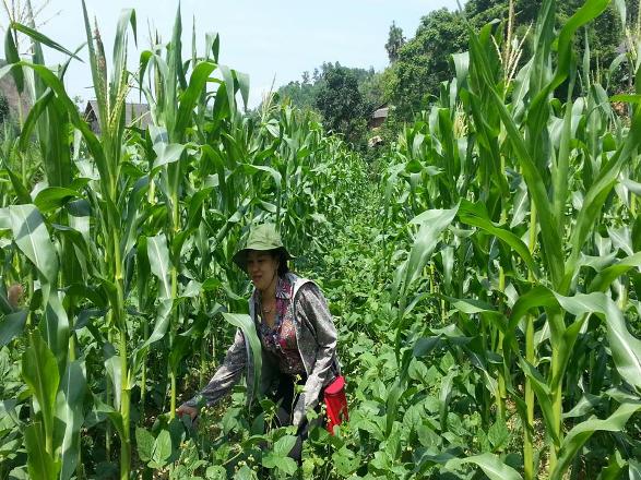 Lưu ý về xen canh giữa ngô và đậu. Thực Vật