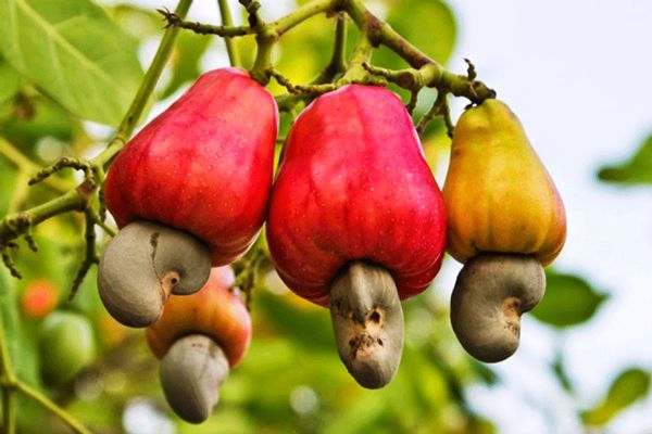 Phân biệt hạt và quả thực vật. Thực Vật