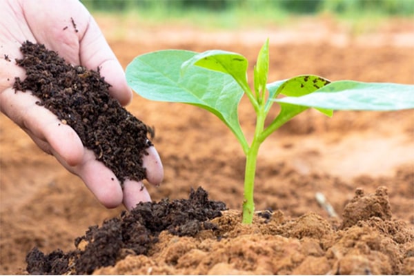 Phân xanh có thể cải thiện đất đai. Thực Vật