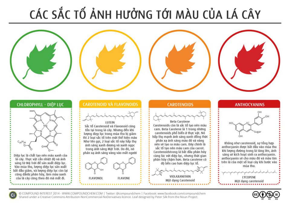 Sắc tố màu ở thực vật. Thực Vật