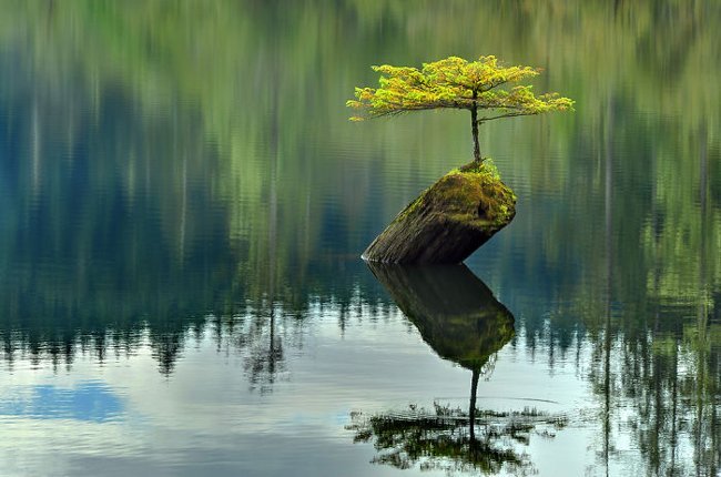 Sức sống mãnh liệt của cây tùng. Thực Vật