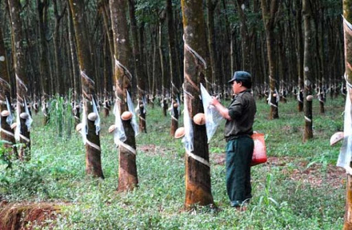 Tại sao cây cao su ba lá chỉ có thể trồng được ở phía Nam. Thực Vật