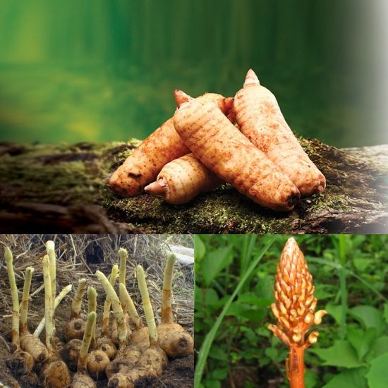 Tại sao cây thiên ma lại không có rễ và lá. Thực Vật