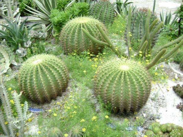 Tại sao cây xương rồng lại có nhiều thịt và gai. Thực Vật