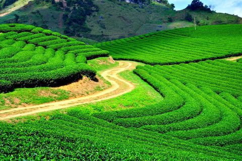 Tại sao chất lượng chè ở trên núi cao đặc biệt tốt. Thực Vật