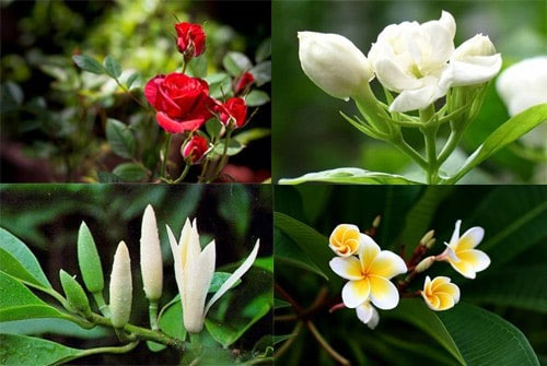 Tại sao có loài hoa thơm, còn có loài hoa không thơm. Thực Vật