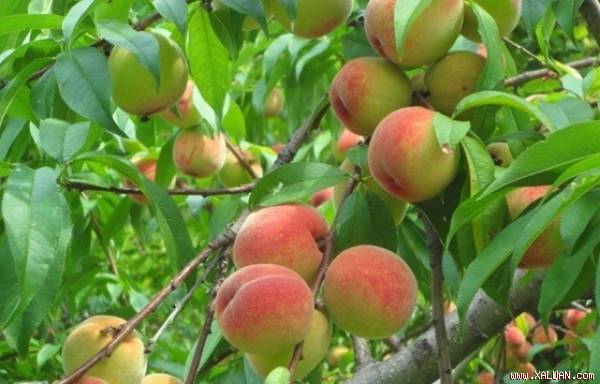 Tại sao có một số cây ăn quả rụng lá một năm ra hoa hai lần. Thực Vật