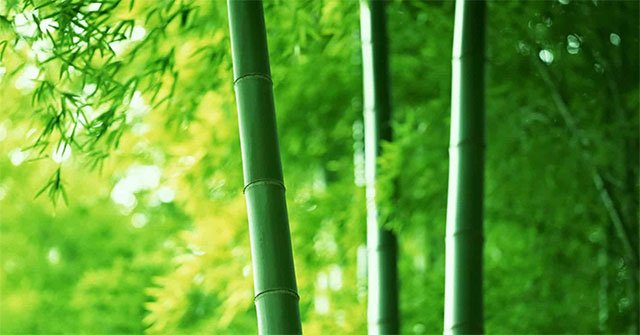 Tại sao có một số cây lại rỗng thân. Thực Vật