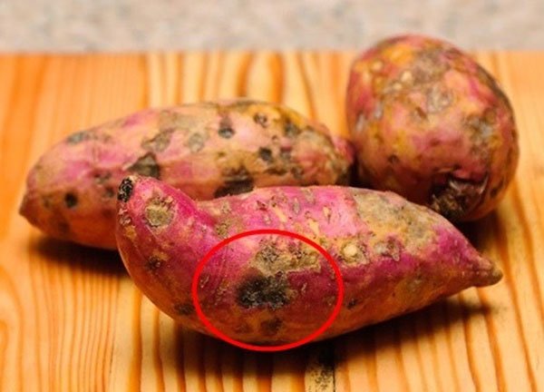 Tại sao có những củ khoai lang bị hà hay bị cứng. Thực Vật