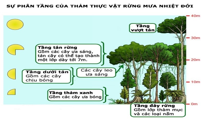 Tại sao có những thực vật thích sáng, còn có những thực vật lại thích bóng râm. Thực Vật