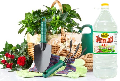 Tại sao dấm có tác dụng "bảo vệ sức khỏe" cho cây trồng. Thực Vật