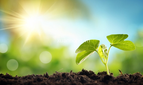 Tại sao hạt lại cần ánh sáng hoặc không cần ánh sáng. Thực Vật