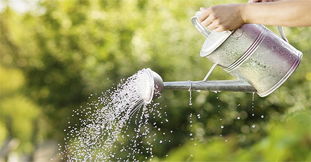 Tại sao không nên tưới cây vào giữa trưa hè. Thực Vật