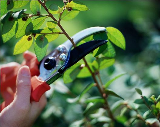 Tại sao lại phải cắt tỉa cành lá cho cây bông. Thực Vật