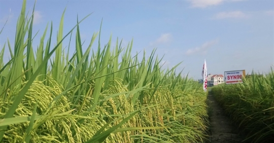Tại sao lúa lai cần phối hợp "ba hệ". Thực Vật