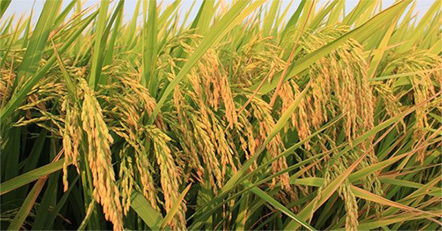 Tại sao lúa lai lại phải gây giống hằng năm. Thực Vật