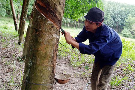 Tại sao nên lấy mủ cao su vào sáng sớm. Thực Vật