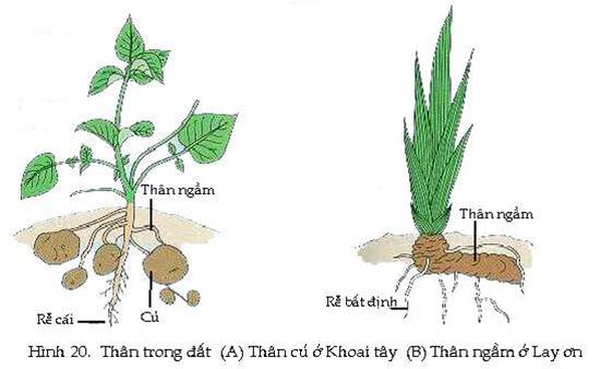 Tại sao nói củ khoai tây là thân củ, còn củ khoai lang là thân rễ. Thực Vật