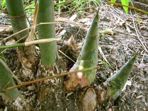 Tại sao sau mưa xuân cây măng lại mọc rất nhanh. Thực Vật