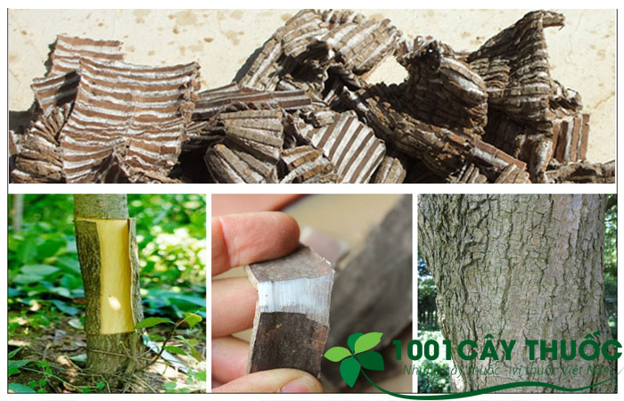 Tại sao vỏ cây đỗ trọng sau khi bẻ sẽ có sợi rất dai. Thực Vật