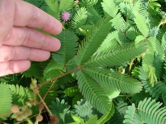 Thực vật có khả năng tự bảo vệ mình. Thực Vật