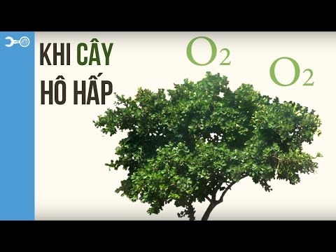 Thực vật cũng phải thở. Thực Vật