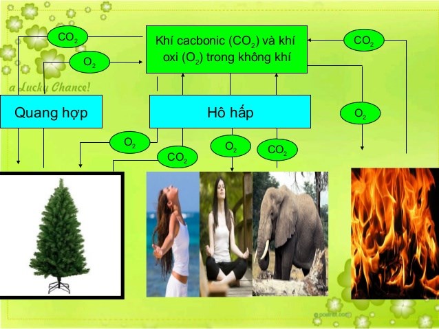 Thực vật giúp điều hòa không khí. Thực Vật