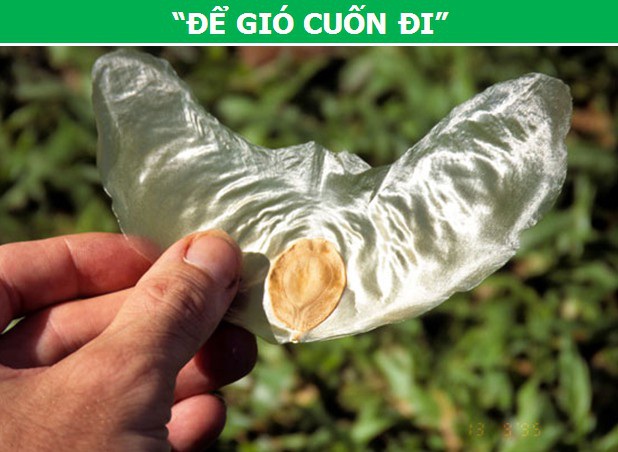Thực vật phát tán hạt giống như thế nào. Thực Vật