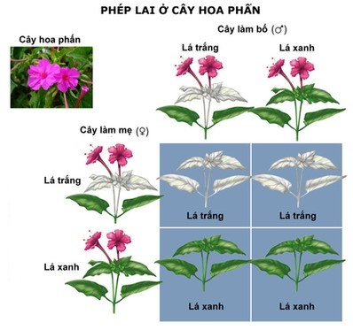 Tính di truyền ở thực vật. Thực Vật