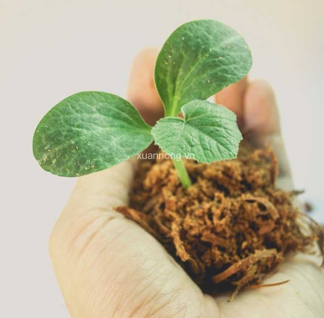 Tuổi thọ của hạt giống. Thực Vật