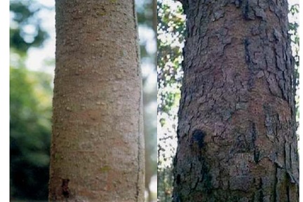 Vai trò của vỏ cây đối với thực vật. Thực Vật