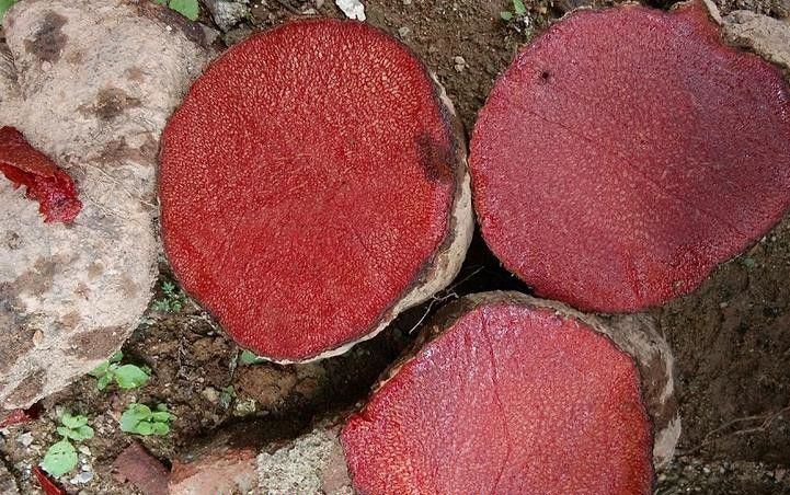 Hợp và Kỵ Giữa Các Loại thực Phẩm