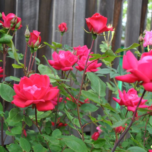 Hoa hồng. Tác dụng chữa bệnh từ các loài hoa - Mẹo vặt trong cuộc sống hàng ngày