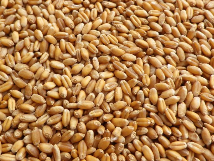 Hạt lúa mì. Tác dụng chữa bệnh từ các loại rau - Mẹo vặt trong cuộc sống hàng ngày