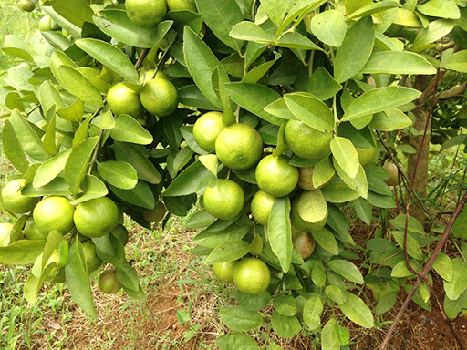 Quả Chanh - Bài thuốc chữa bệnh bằng trái cây. Bài thuốc chữa bệnh bằng trái cây