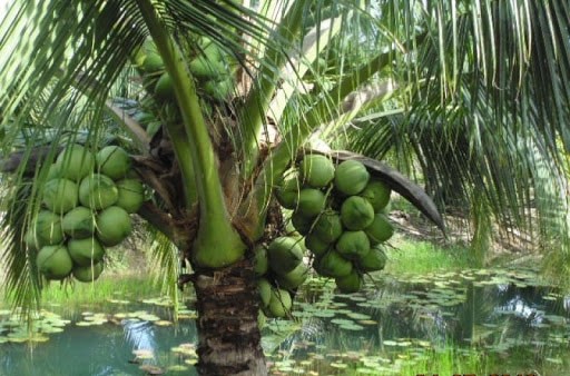 Quả Dừa - Bài thuốc chữa bệnh bằng trái cây. Bài thuốc chữa bệnh bằng trái cây