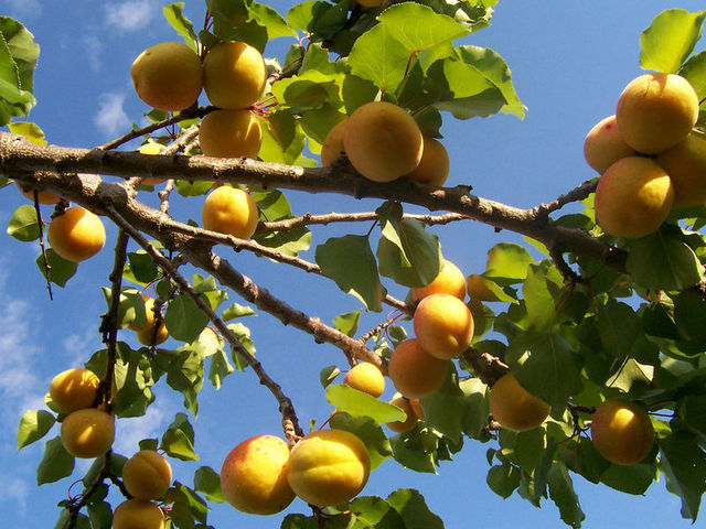 Quả Ô mai - Bài thuốc chữa bệnh bằng trái cây. Bài thuốc chữa bệnh bằng trái cây